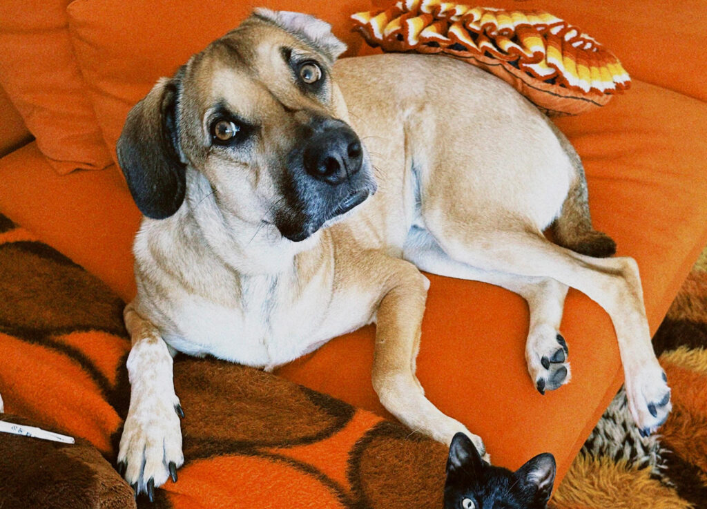 A mum to be spotted her dogs face in her baby scan after an ultrasound resembled her rescue pup Goulash sparking millions of views and sweet reactions about him watching over the baby.