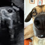 A mum to be spotted her dogs face in her baby scan after an ultrasound resembled her rescue pup Goulash sparking millions of views and sweet reactions about him watching over the baby.