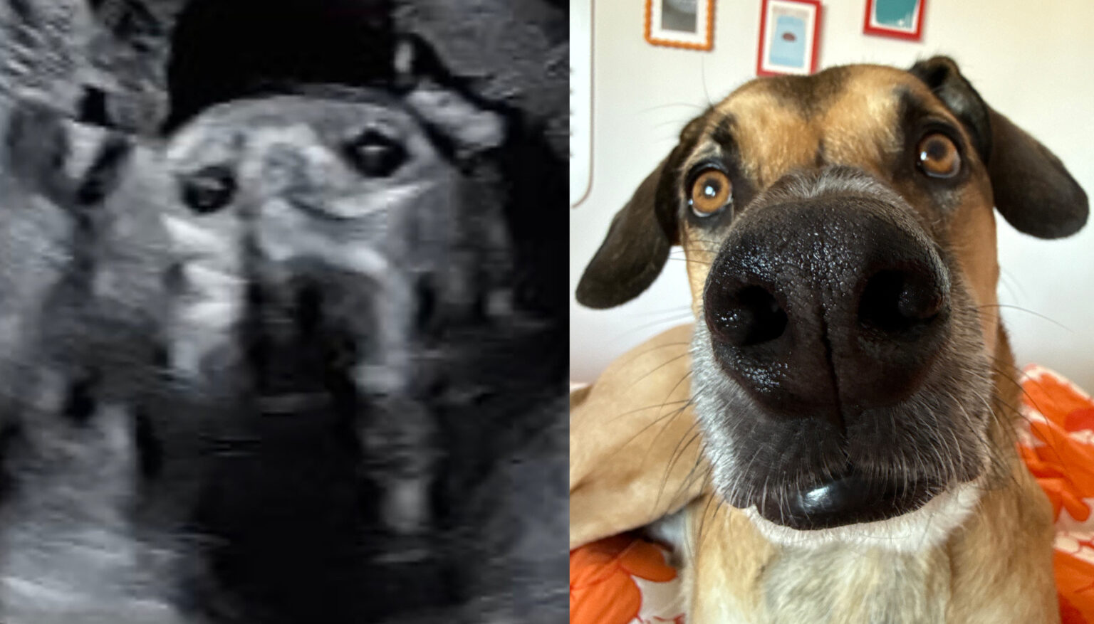 A mum to be spotted her dogs face in her baby scan after an ultrasound resembled her rescue pup Goulash sparking millions of views and sweet reactions about him watching over the baby.