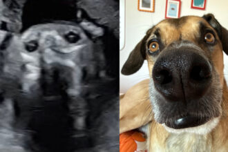 A mum to be spotted her dogs face in her baby scan after an ultrasound resembled her rescue pup Goulash sparking millions of views and sweet reactions about him watching over the baby.