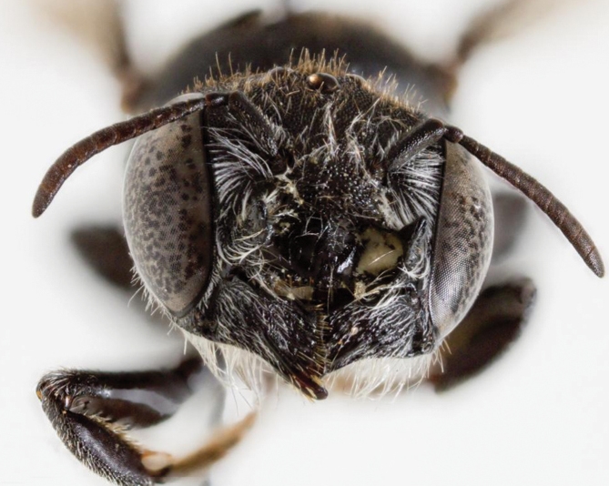 Scientists in Australia have discovered a new horned leafcutter bee named Megachile Lucifer, marking the first find of its kind in 20 years and sparking calls to protect its habitat.