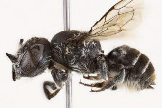 Scientists in Australia have discovered a new horned leafcutter bee named Megachile Lucifer, marking the first find of its kind in 20 years and sparking calls to protect its habitat.