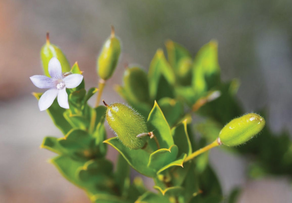 Scientists in Australia have discovered a new horned leafcutter bee named Megachile Lucifer, marking the first find of its kind in 20 years and sparking calls to protect its habitat.