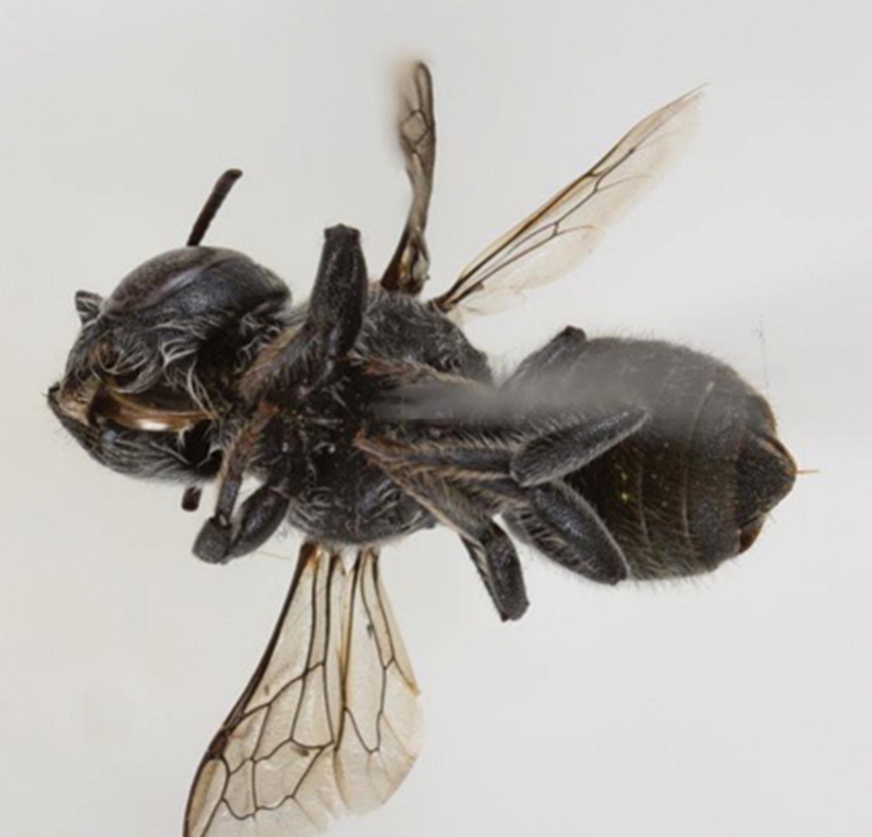 Scientists in Australia have discovered a new horned leafcutter bee named Megachile Lucifer, marking the first find of its kind in 20 years and sparking calls to protect its habitat.