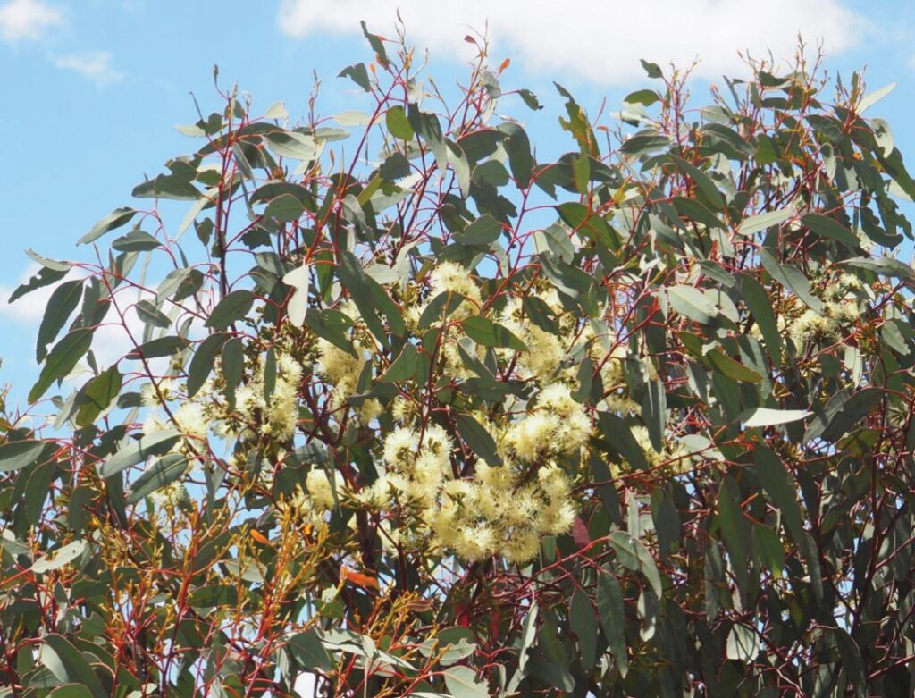 Scientists in Australia have discovered a new horned leafcutter bee named Megachile Lucifer, marking the first find of its kind in 20 years and sparking calls to protect its habitat.