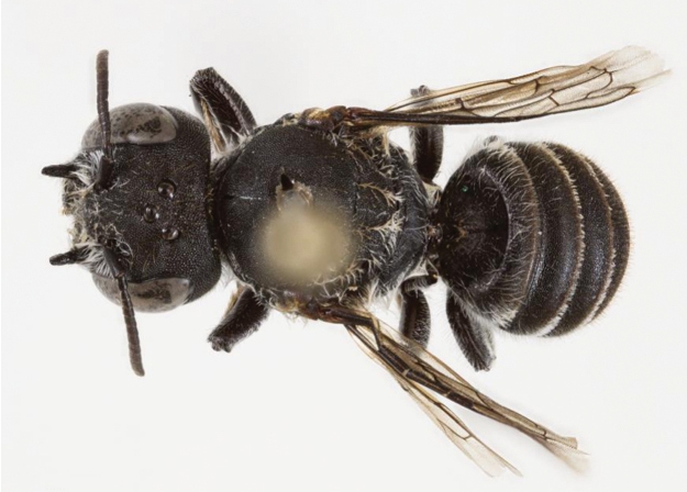 Scientists in Australia have discovered a new horned leafcutter bee named Megachile Lucifer, marking the first find of its kind in 20 years and sparking calls to protect its habitat.