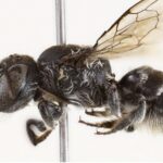Scientists in Australia have discovered a new horned leafcutter bee named Megachile Lucifer, marking the first find of its kind in 20 years and sparking calls to protect its habitat.