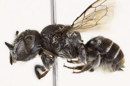 Scientists in Australia have discovered a new horned leafcutter bee named Megachile Lucifer, marking the first find of its kind in 20 years and sparking calls to protect its habitat.