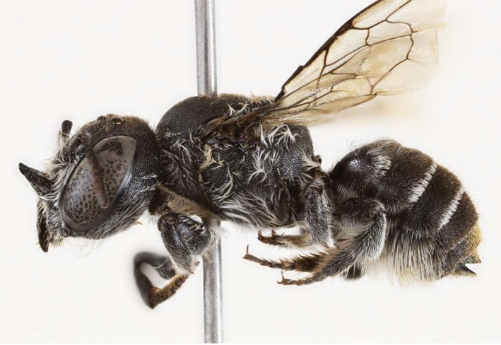 Scientists in Australia have discovered a new horned leafcutter bee named Megachile Lucifer, marking the first find of its kind in 20 years and sparking calls to protect its habitat.