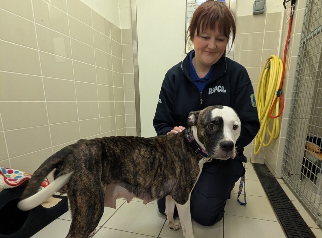 Nine chocolate themed puppies and their underweight mum Cocoa are rescued by the RSPCA with the adorable litter now thriving and preparing to find loving responsible new homes.
