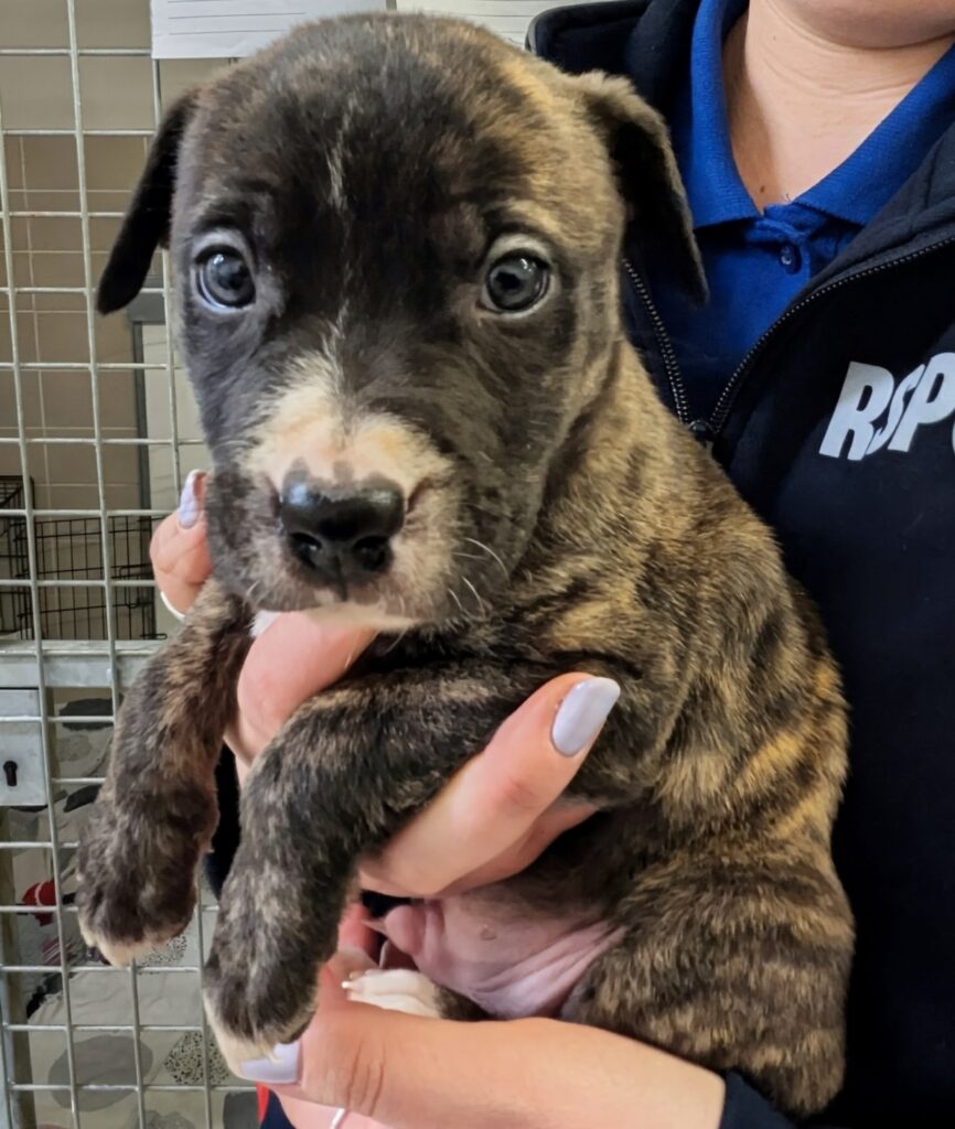 Nine chocolate themed puppies and their underweight mum Cocoa are rescued by the RSPCA with the adorable litter now thriving and preparing to find loving responsible new homes.