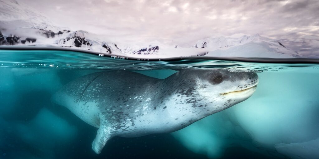 Italian photographer Alex Wides wins Epson International Pano Awards 2025 for breathtaking panoramas. His fiery desert and aurora scenes captivated judges worldwide.