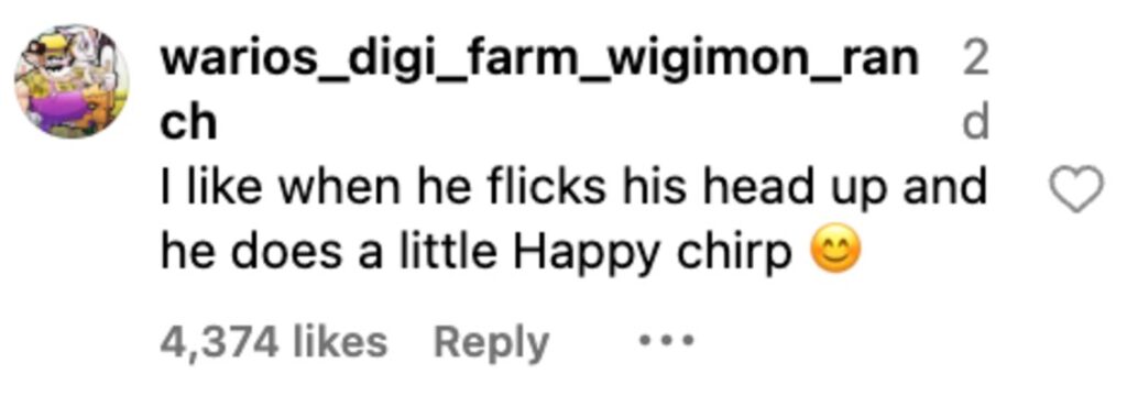 Social media comment on the post of A 44 day old emperor penguin chick stole hearts with a viral weigh in video as the plump fluffy baby spun chirped and charmed millions while staff at Adventure World continued its careful rearing.