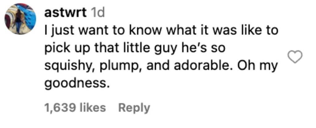 Social media comment on the post of A 44 day old emperor penguin chick stole hearts with a viral weigh in video as the plump fluffy baby spun chirped and charmed millions while staff at Adventure World continued its careful rearing.