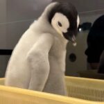 A 44 day old emperor penguin chick stole hearts with a viral weigh in video as the plump fluffy baby spun chirped and charmed millions while staff at Adventure World continued its careful rearing.