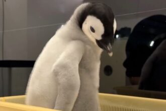 A 44 day old emperor penguin chick stole hearts with a viral weigh in video as the plump fluffy baby spun chirped and charmed millions while staff at Adventure World continued its careful rearing.