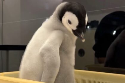 A 44 day old emperor penguin chick stole hearts with a viral weigh in video as the plump fluffy baby spun chirped and charmed millions while staff at Adventure World continued its careful rearing.