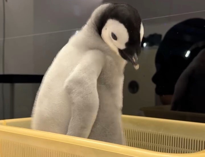A 44 day old emperor penguin chick stole hearts with a viral weigh in video as the plump fluffy baby spun chirped and charmed millions while staff at Adventure World continued its careful rearing.