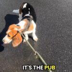 A basset hound exposed her owner’s secret pub trips after tugging her wife toward the local every walk. The pooch, nicknamed the “Pint-Sized Snitch,” revealed his cheeky Guinness stops.