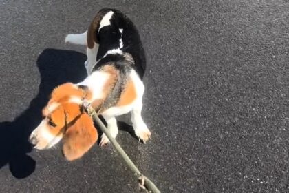 A basset hound exposed her owner’s secret pub trips after tugging her wife toward the local every walk. The pooch, nicknamed the “Pint-Sized Snitch,” revealed his cheeky Guinness stops.