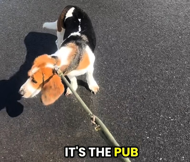 A basset hound exposed her owner’s secret pub trips after tugging her wife toward the local every walk. The pooch, nicknamed the “Pint-Sized Snitch,” revealed his cheeky Guinness stops.