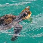A rare loggerhead turtle stunned passengers near St Ives, Cornwall after being blown thousands of miles off course by Hurricane Melissa from the Gulf of Mexico.