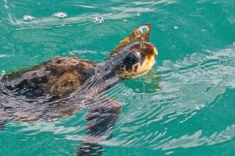 A rare loggerhead turtle stunned passengers near St Ives, Cornwall after being blown thousands of miles off course by Hurricane Melissa from the Gulf of Mexico.