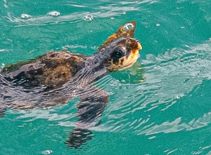 A rare loggerhead turtle stunned passengers near St Ives, Cornwall after being blown thousands of miles off course by Hurricane Melissa from the Gulf of Mexico.