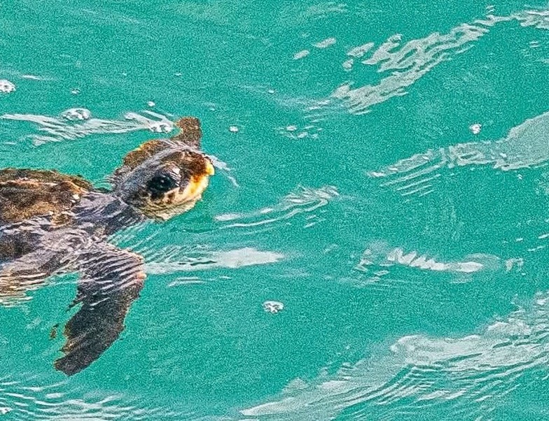 A rare loggerhead turtle stunned passengers near St Ives, Cornwall after being blown thousands of miles off course by Hurricane Melissa from the Gulf of Mexico.