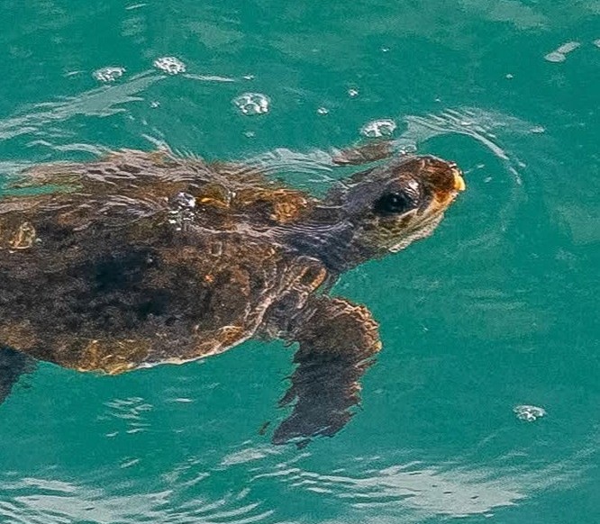 A rare loggerhead turtle stunned passengers near St Ives, Cornwall after being blown thousands of miles off course by Hurricane Melissa from the Gulf of Mexico.
