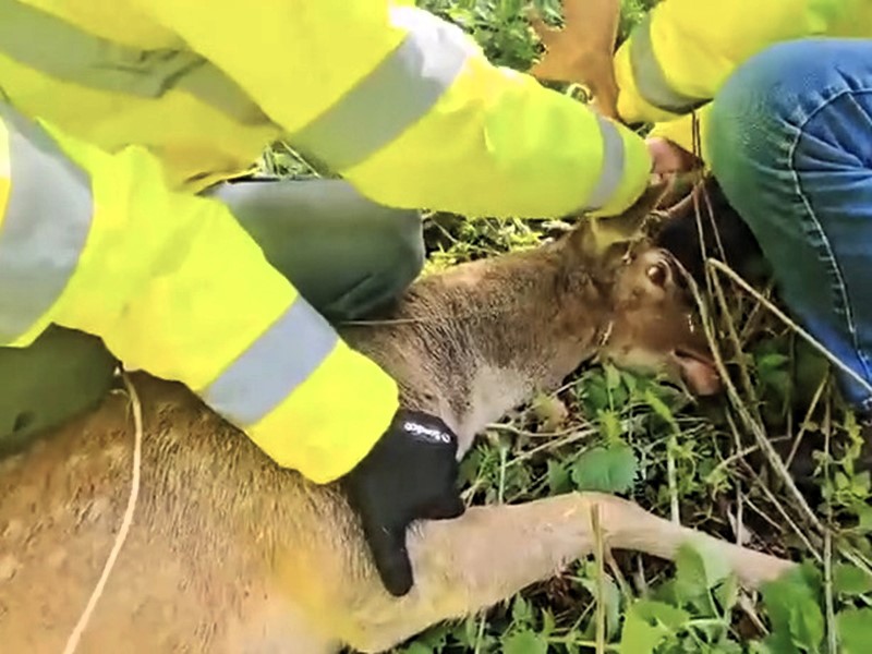 Wildlife rescuers saved a trapped fallow buck in Hampshire after it became tangled in electric fencing, freeing the panicked deer just moments before a dispatcher arrived.
