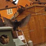 Huge flock of birds swarmed the bird feeders in the garden