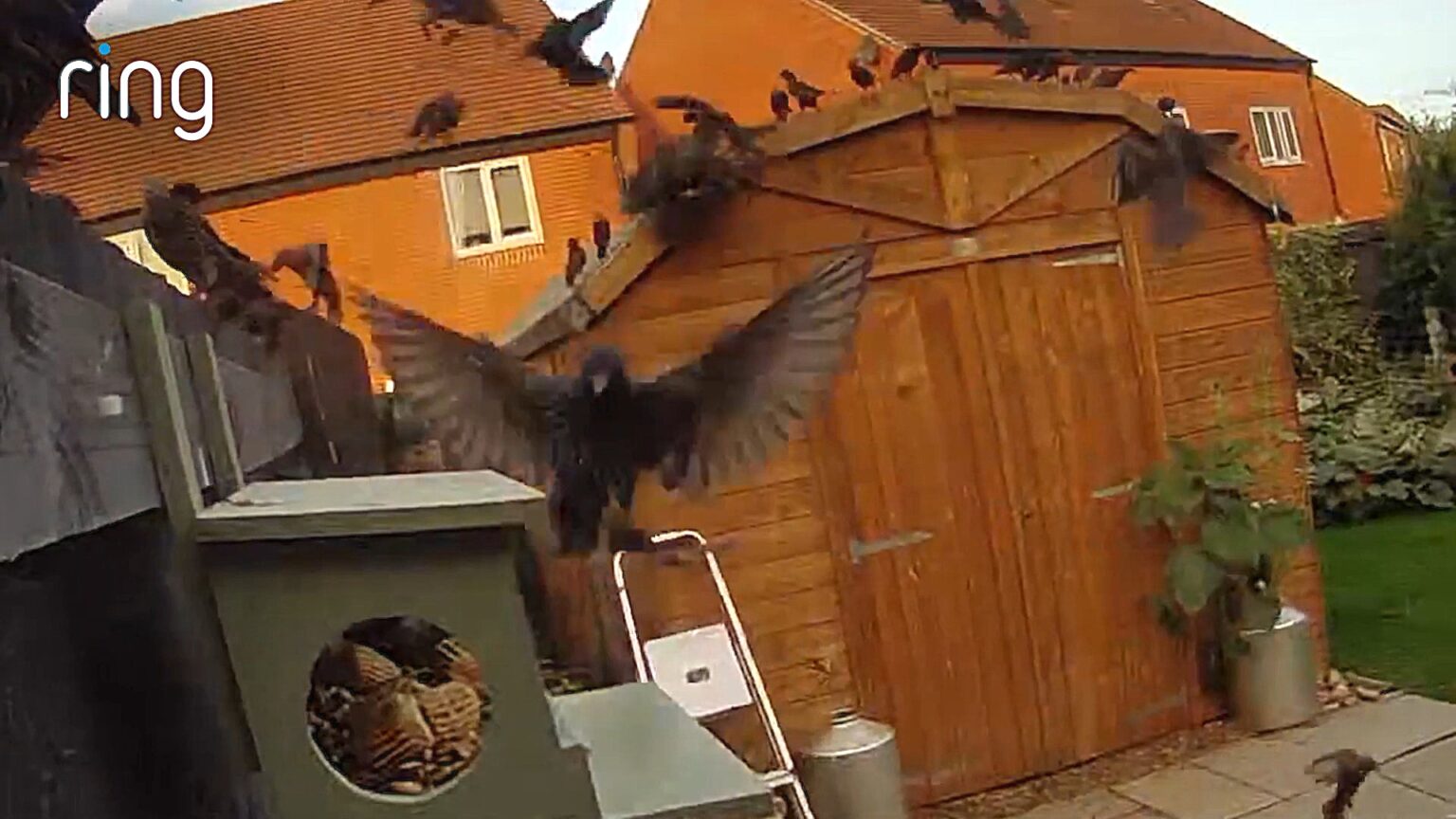 Huge flock of birds swarmed the bird feeders in the garden