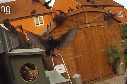 Huge flock of birds swarmed the bird feeders in the garden