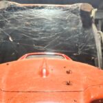 a Queensland farmer spots giant web crawling with huntsman spiders