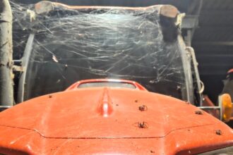 a Queensland farmer spots giant web crawling with huntsman spiders