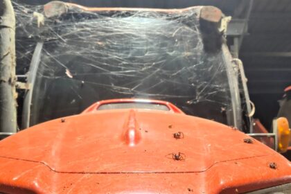a Queensland farmer spots giant web crawling with huntsman spiders