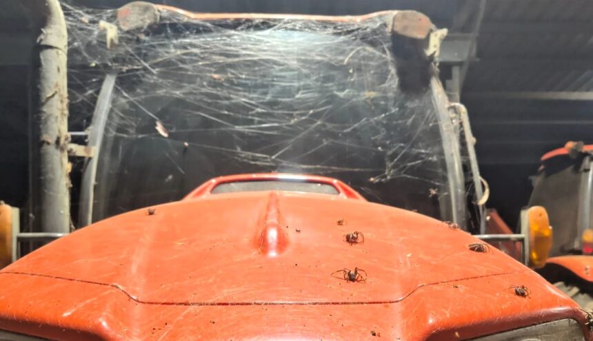 a Queensland farmer spots giant web crawling with huntsman spiders