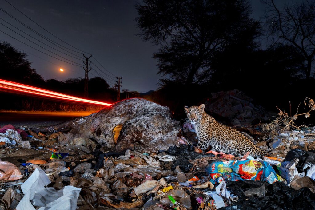 The winner image in the Conservation Focus category, captured by Rajat Chordia Vidhan Dwivedi.