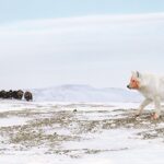 The winner image in the Animal Behavior category, captured by Amit Eshel.