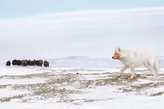 The winner image in the Animal Behavior category, captured by Amit Eshel.