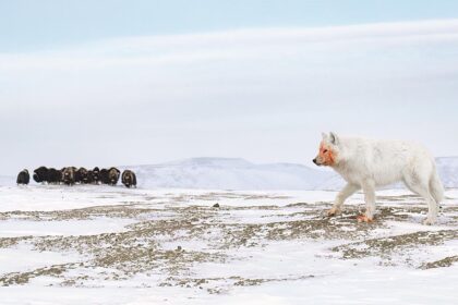 The winner image in the Animal Behavior category, captured by Amit Eshel.