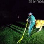 Runaway cow dubbed Pumpkin causes chaos in Palm Beach County as cops chase wrangle and befriend the escapee in a viral encounter that left locals amused and social media buzzing.