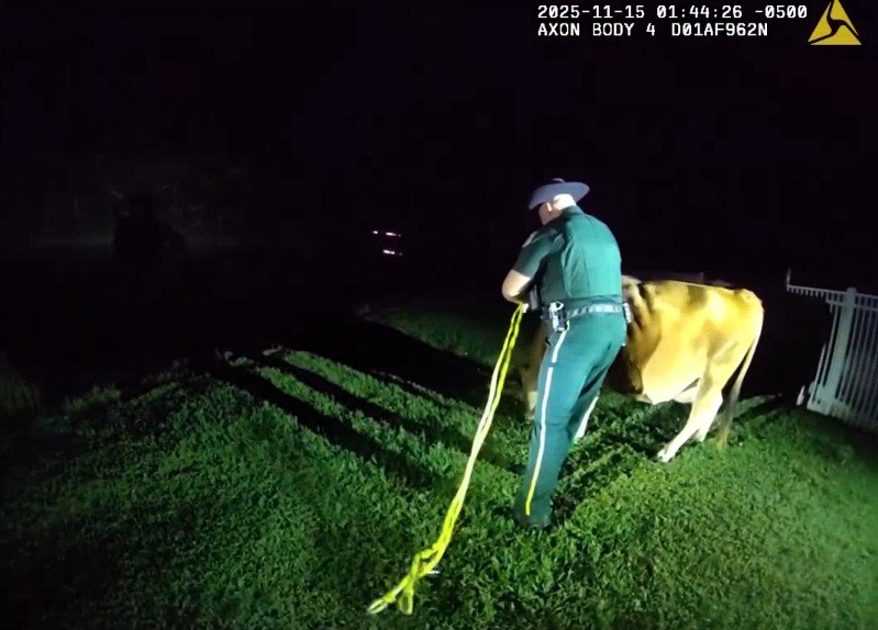 Runaway cow dubbed Pumpkin causes chaos in Palm Beach County as cops chase wrangle and befriend the escapee in a viral encounter that left locals amused and social media buzzing.