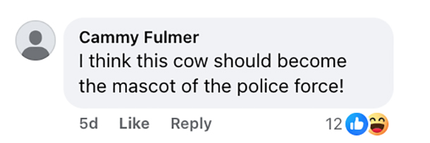 Social media comment on the post of Runaway cow dubbed Pumpkin causes chaos in Palm Beach County as cops chase wrangle and befriend the escapee in a viral encounter that left locals amused and social media buzzing.