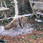 Unlucky, young fox trapped in a football net in someone’s garden.