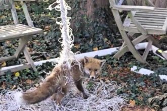 Unlucky, young fox trapped in a football net in someone’s garden.