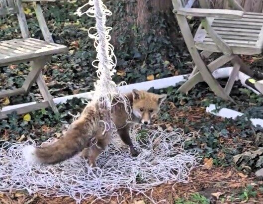 Unlucky, young fox trapped in a football net in someone’s garden.
