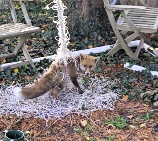 Unlucky, young fox trapped in a football net in someone’s garden.