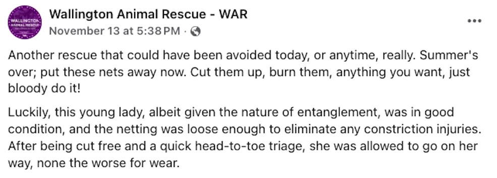 A social media comment by Wallington Animal Rescue about the unlucky, young fox trapped in a football net in someones garden.